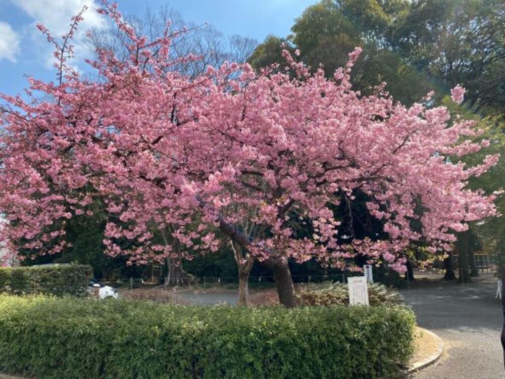 桜満開　この季節体調不調が起きやすい